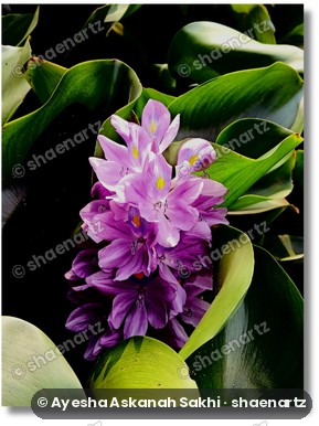 Phone photo of a water hyacinth flower